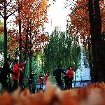 ��ɫ����